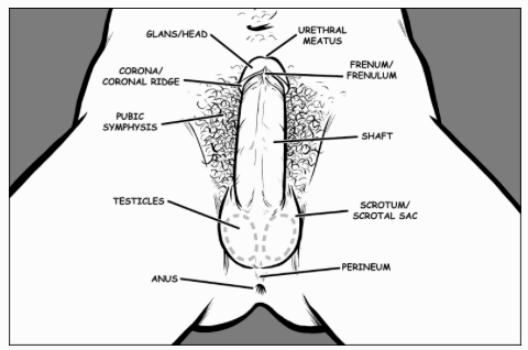Penis