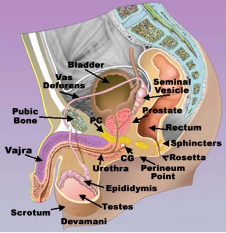 prostata