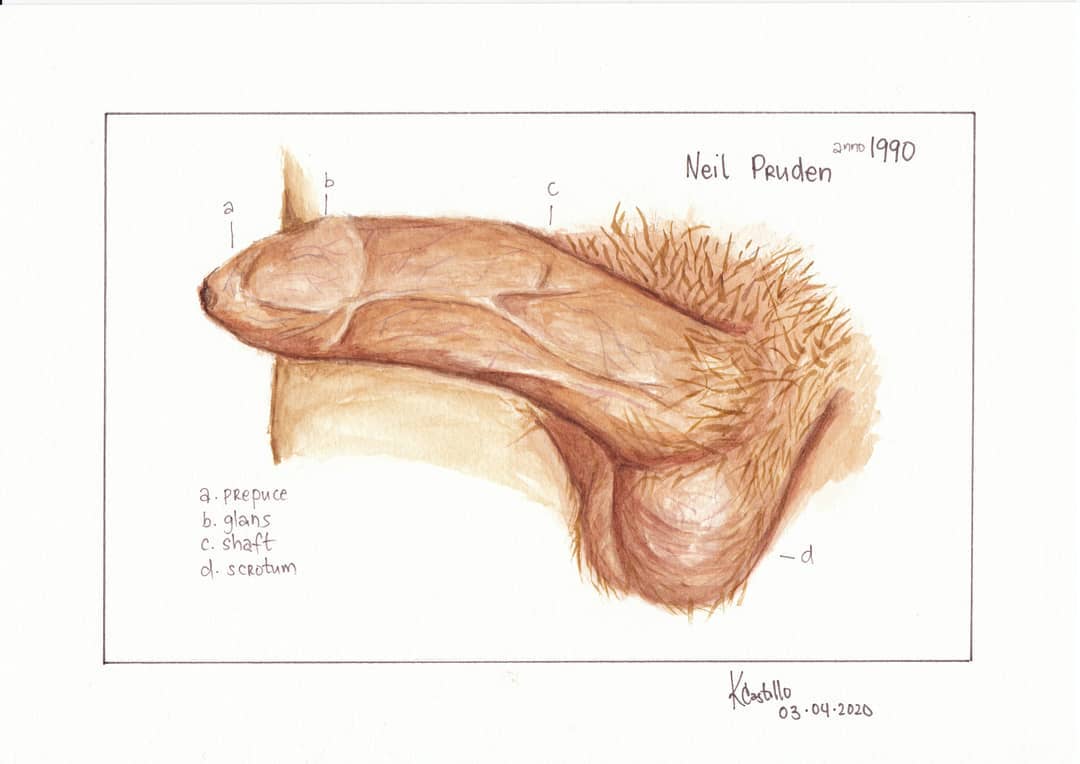 prepucio