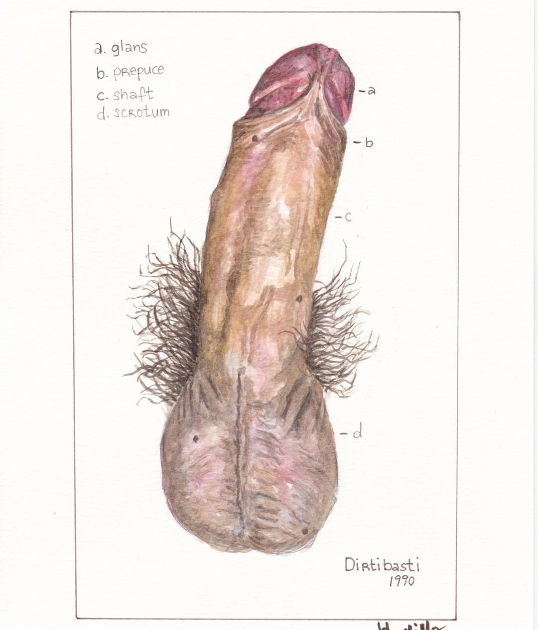 frenulum