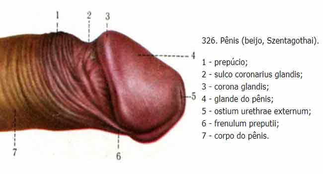 penis-02